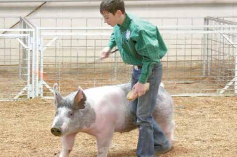 Wetumka local livestock show