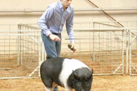 Wetumka local livestock show