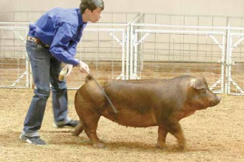 Wetumka local livestock show