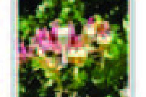 The Month of June