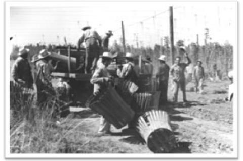 Mexican “braceros.” Up to 5 million workers entered the U.S. as legal seasonal workers 1942-1964. Photo credit: Oregon State University