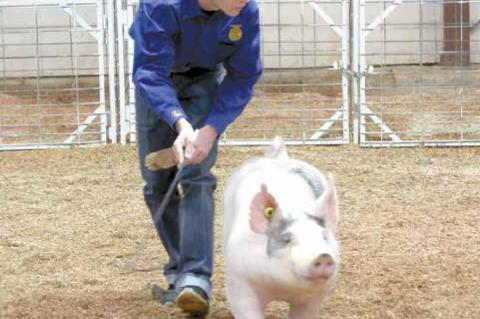 Wetumka local livestock show