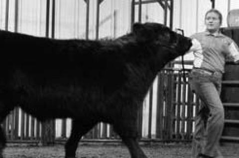 Moss Local Livestock Show